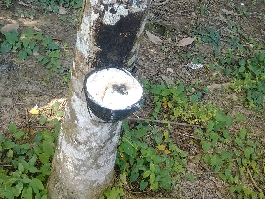 天然橡膠